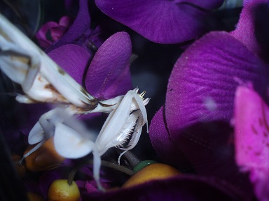 orkidea2.jpg