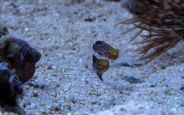 Amblygobius rainfordi, karamellitokko