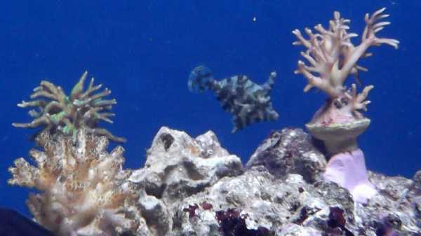 Viilakala, seriatopora hystrix green &amp; pink, pocillopora damicornis