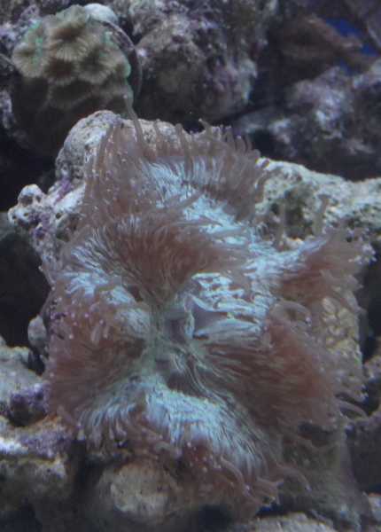 Catalaphyllia jardinei, taustalla Platygyra sp. (brain coral).
