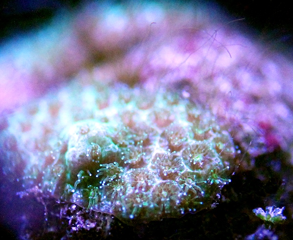 porites_040612.jpg