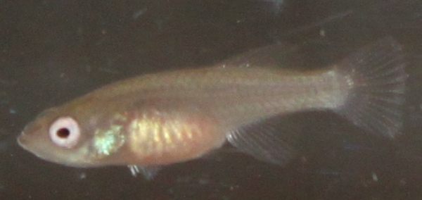 Nothobranchius eggersi 28 days old.JPG