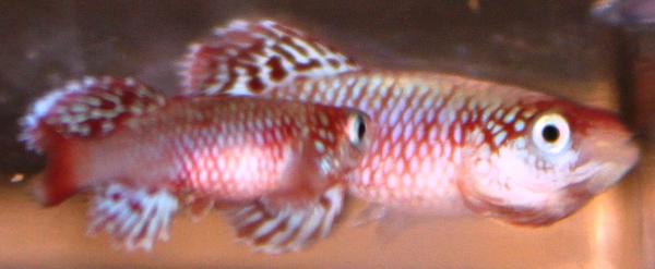 Nothobranchius eggersi red 53 days 2 males – MINI.JPG