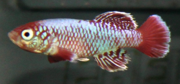 N. eggersi red 57 days male 3cm – MINI.JPG
