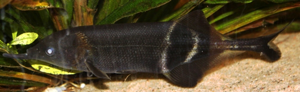 Gnathonemus petersii 18cm (2).JPG