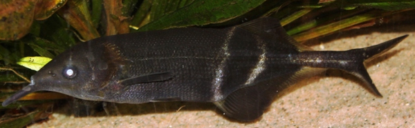 Gnathonemus petersii 18cm (4).JPG