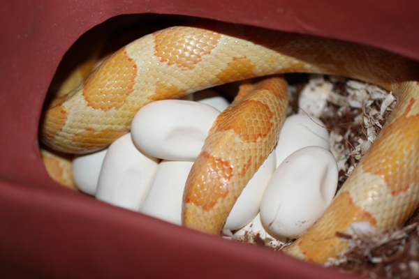 Pantherophis guttatus with eggs.JPG