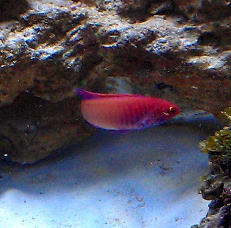 wrasse2.jpg