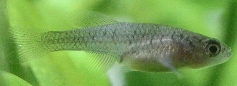 N. kilomberoensis female Age 37 days.JPG