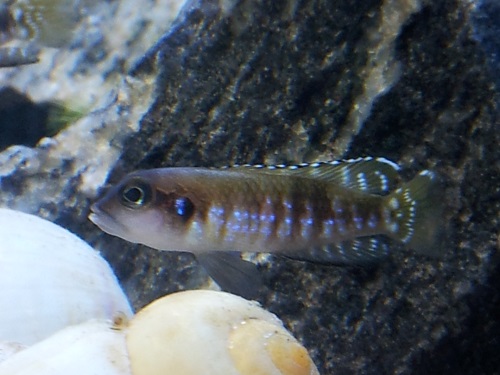 Lamprologus speciosus