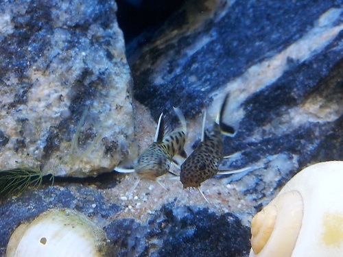 Synodontis petricola/lucipinnis (dwarf)  Näiden kuvaamisesta ei tule sitten yhtään mitään!