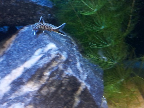 Synodontis petricola/lucipinnis (dwarf)  Poispäin viuhtomassa tässä (kin)!