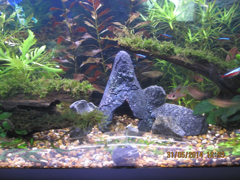 akvaarion kasvihuone! :D