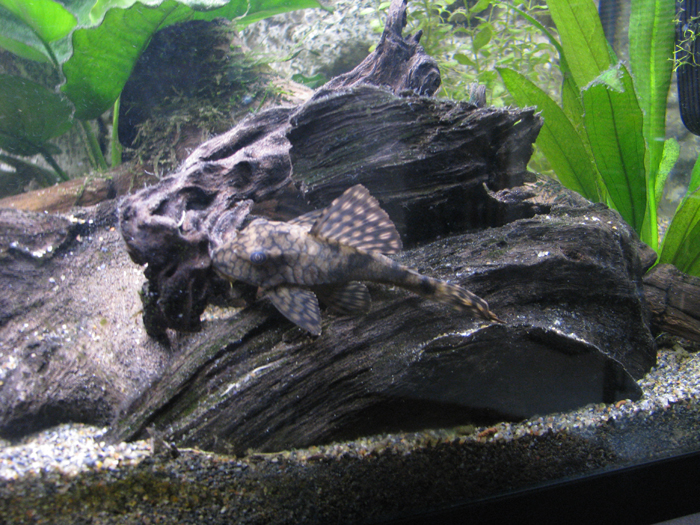 Hypostomus faveolusL-037