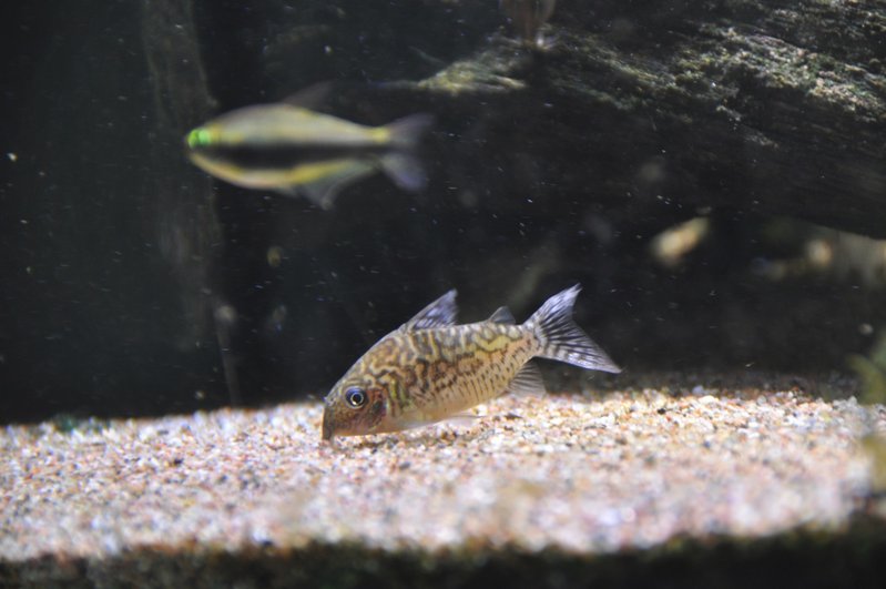 Ja vielä hohtomonninen(Corydoras agassizii)