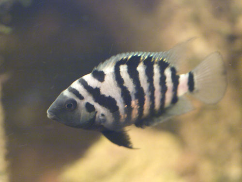 C.nigrofasciatus_net.jpg