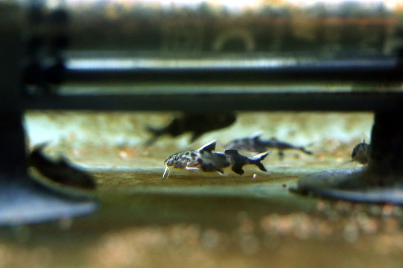 Synodontis lucipinnis, pentu