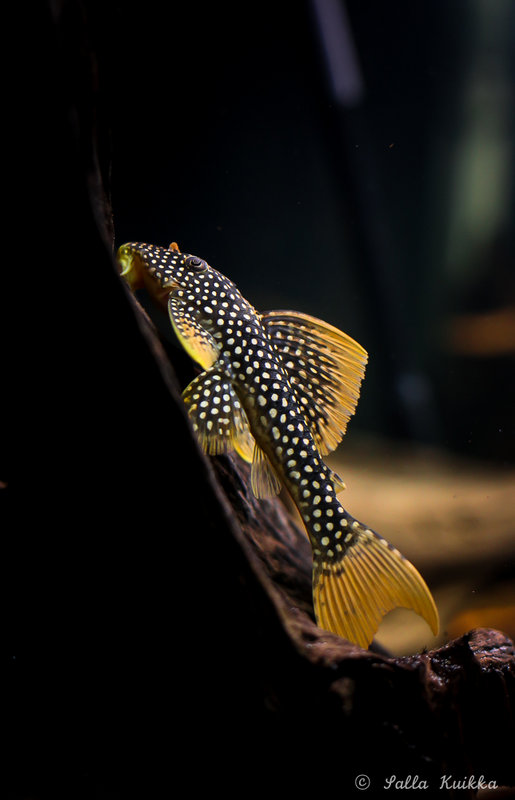 sunshine_pleco-0998.jpg