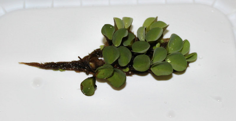 Salvinia?