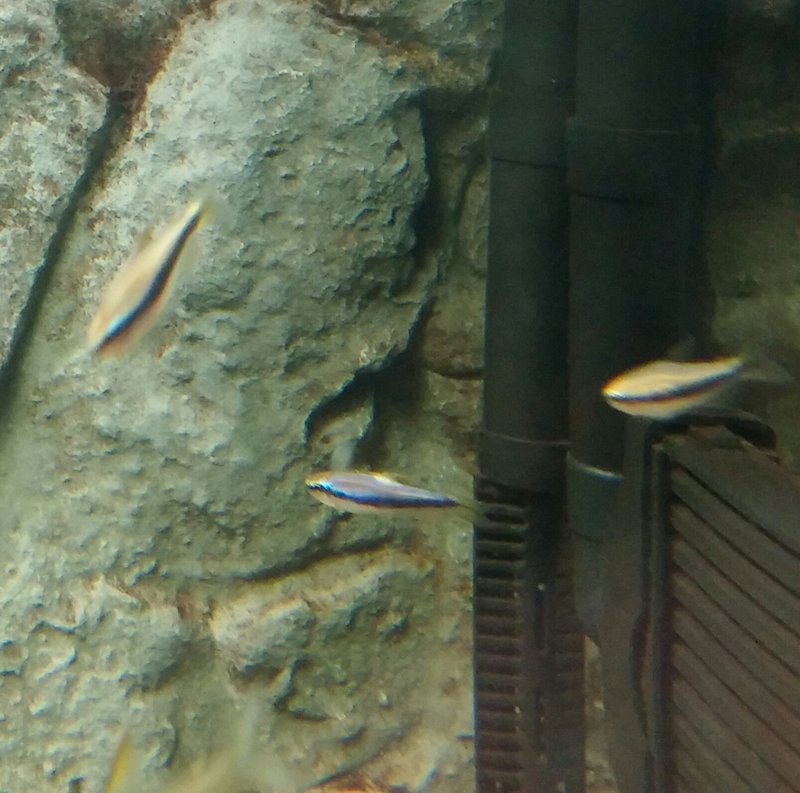 Tässä keskellä kala jolla näyttää olevan samaa tautia