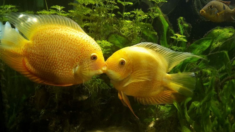 Heros &quot;red spotted&quot; severum