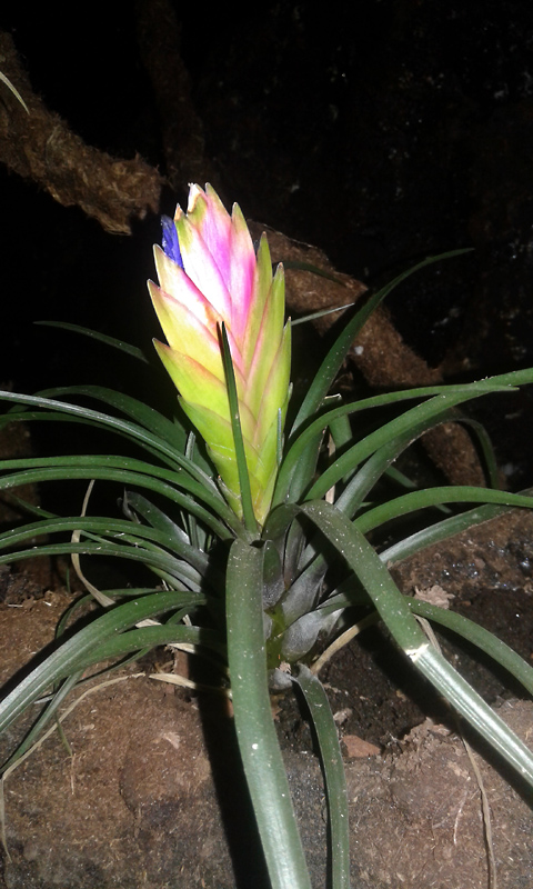 Tillandsia Anita.jpg