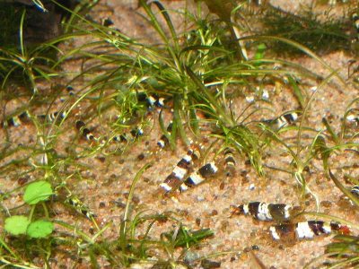 Caridina cf. cantonensis 'Black Bee'