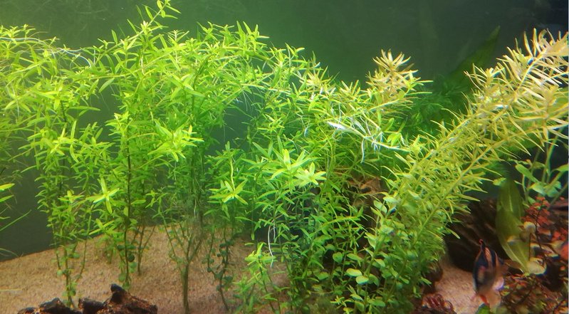 Rotala Rotundifolia_Sp green.jpg