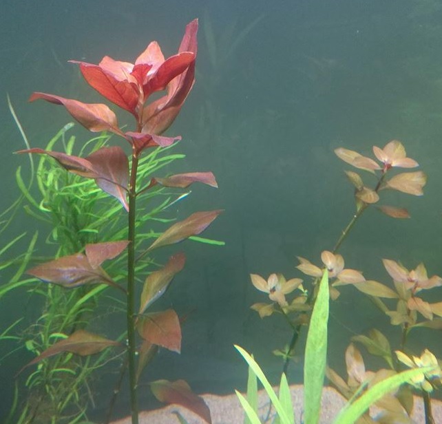 Ludwigia Repens Rubin.jpg