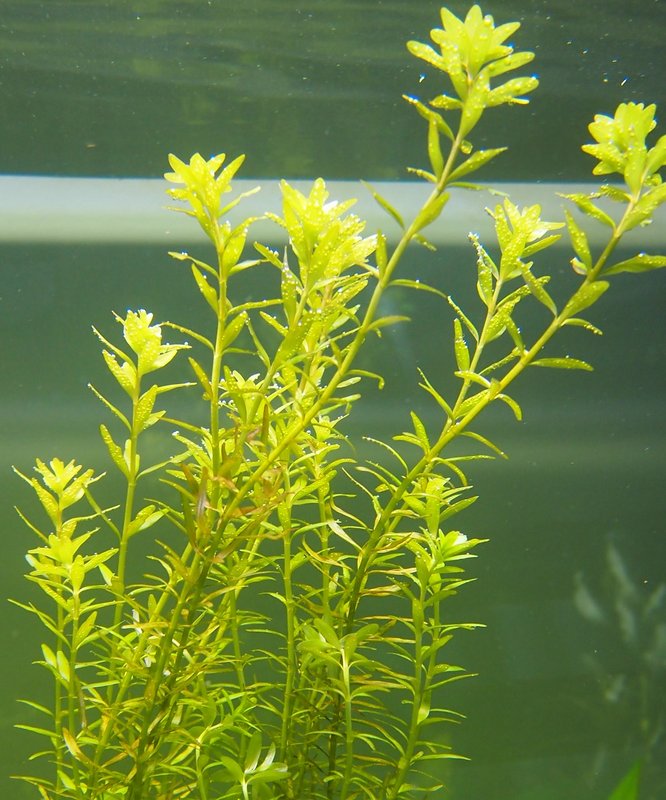 Rotala viihtyy