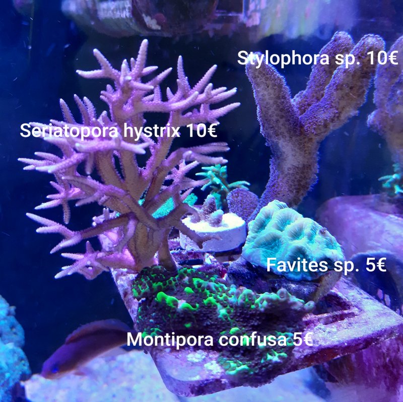 korallit.jpg