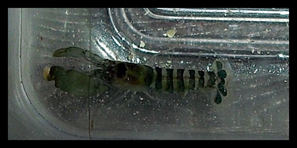 Pistoolirapu n. 1,5cm