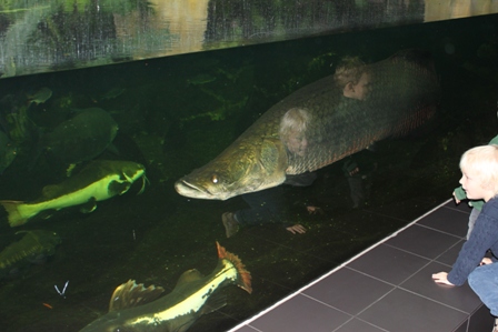 Arapaima.JPG