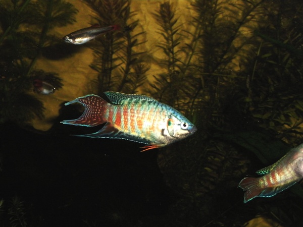 Paratiisikala3.jpg