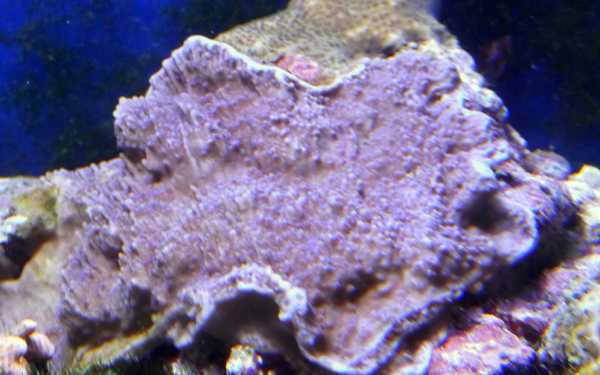 PurpleMontiporaCapricornis.jpg