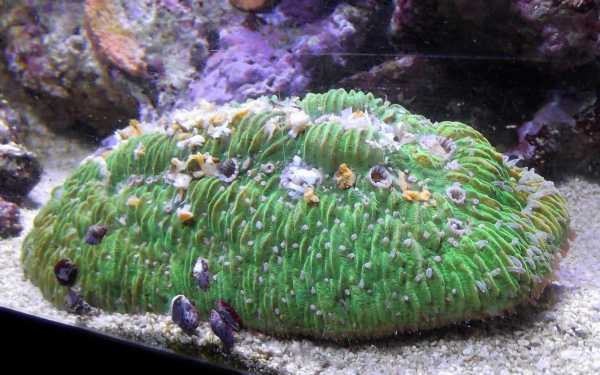 FeedingFungia1.jpg