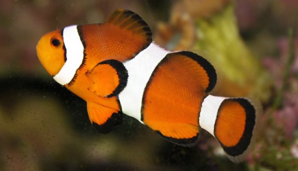 nemo.jpg