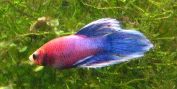 Koiras 1 ilman salamaa