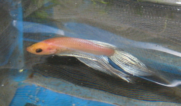 Koiras 4 salamalla