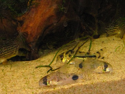 Corydoras ortegai, taustalla Corydoras boesemani, juovakylkimonninen