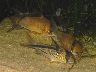 Corydoras loxozonus, kulmamonninen, taustalla mustaselkämonnisia, Corydoras metae