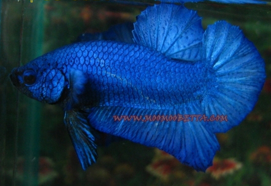 Kuvan ottanut Wrathin kasvattaja