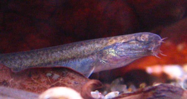 silmätön.jpg