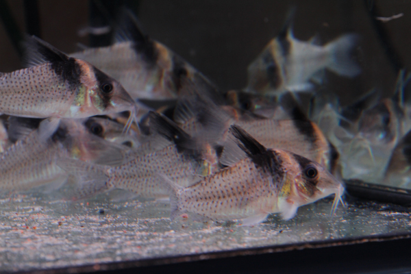 Corydoras_sp_CW45_2.jpg