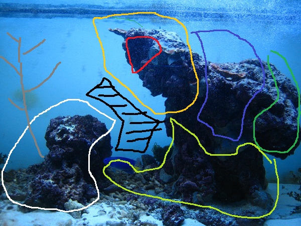 Eri korallien alueet