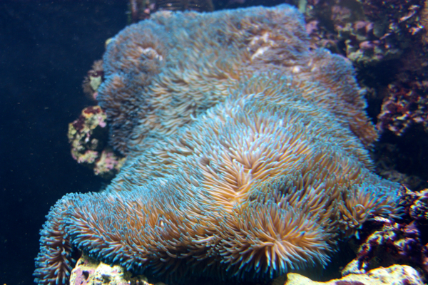 Suomen suurin vuokko