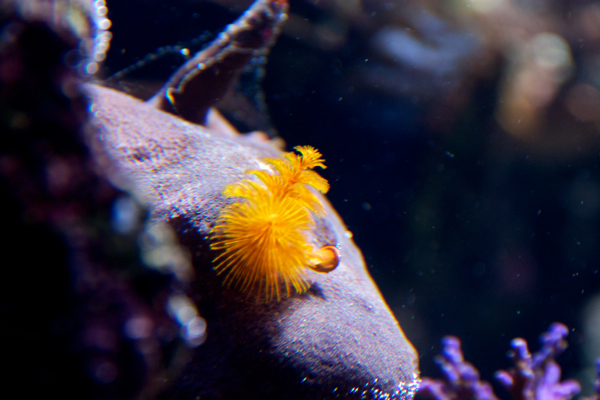 Riutalla joka päivä on joulu