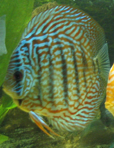 kutuparin osapuoli 2.JPG