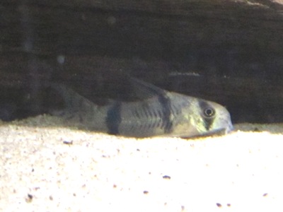Corydoras reynoldsi.JPG