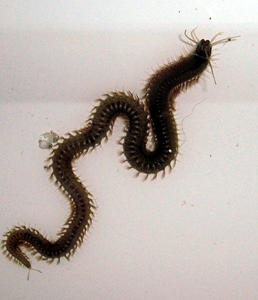 Ällötys mato, reilu 20cm